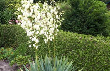 Familienurlaub in Ostfriesland für max 7 Pers in 2 Wohnungen, auch Einzeln Wohnungen - Photo 50