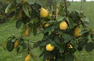 Agriturismo Alba Del Borgo - Photo 37