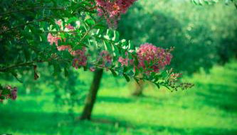 Agriturismo Olistella - Foto 3