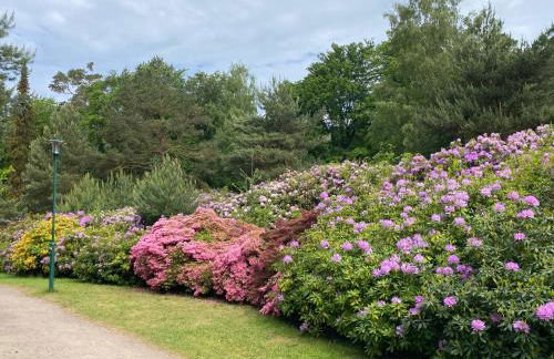 Lieblingszeit im Küstenwald Graal-Müritz - Foto 16