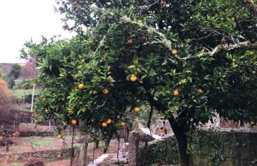 QUINTA do SOUTO BARCIADEMERA - Foto 59