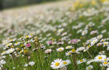 Melarancio Home - Foto 43