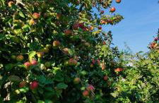 Maison Avel Dro Plogoff - Foto 33