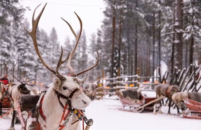 Reindeer Sleigh Ride - Photo 3