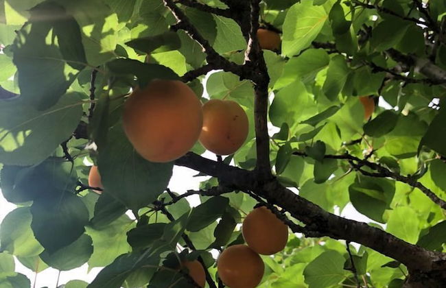 Agriturismo Vivinatura - Foto 77