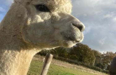 Apple Blues Farm - Foto 35