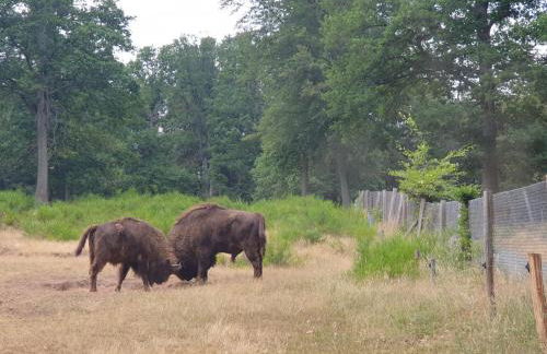 Gutheils-Ferienwohnung - Foto 51