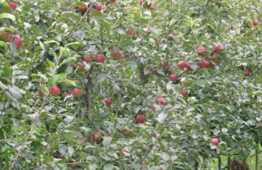 Agriturismo CasaMela - Foto 34