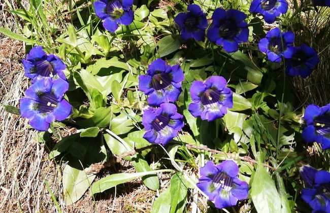 Chalet Flöschhorn - Foto 20