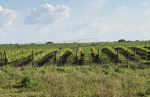 Monte da Boavista - Country family house - Foto 11