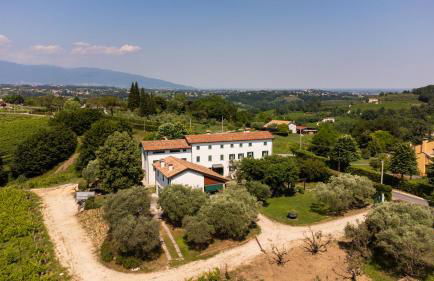 GATTO IN VIGNA - Foto 22