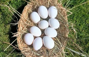 Smocze Ranczo - Foto 72