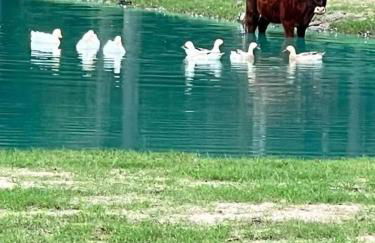 Stunning 1-bed Glamping Tent in Cleveland - Foto 40