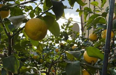 La Limonaia di Vanna - Foto 40