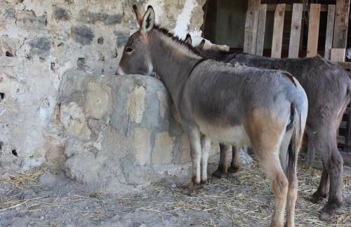 Agriturismo La Casa di Bacco - Foto 9