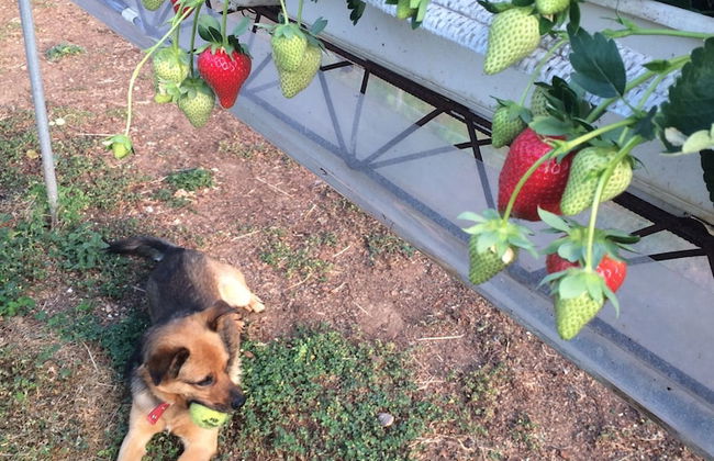 Corte Breda Agriturismo Bed & Breakfast - Foto 41