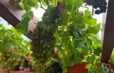 Haus der sieben Schwaben - Foto 16