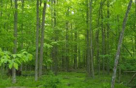 Rutland Hill Farmhouse - Foto 45