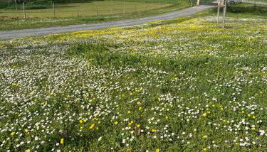 Agriturismo Villa San Lorenzo - Foto 3, Garden view