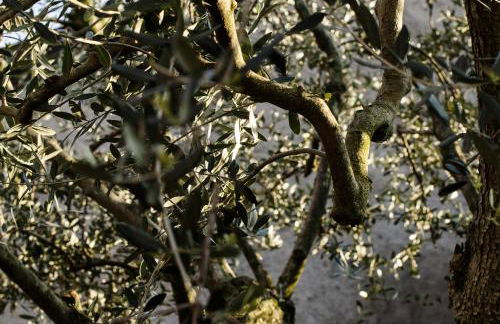 Agriturismo La Torretta da Valentina - Foto 16