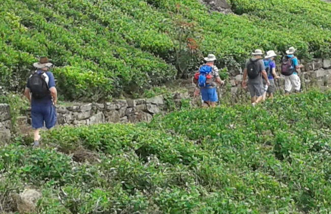 Senderismo hasta una plantación de té de Haputale - Foto 1