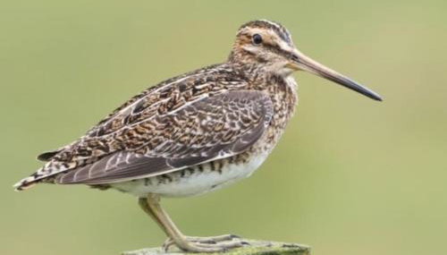 Newhall Cottage - Foto 3