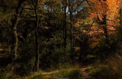 Casas Natura - Centro Graus - Foto 72