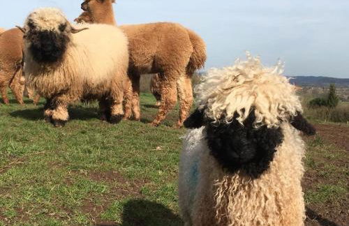 The Summerhouse, countryside retreat with private hot tub - Foto 32