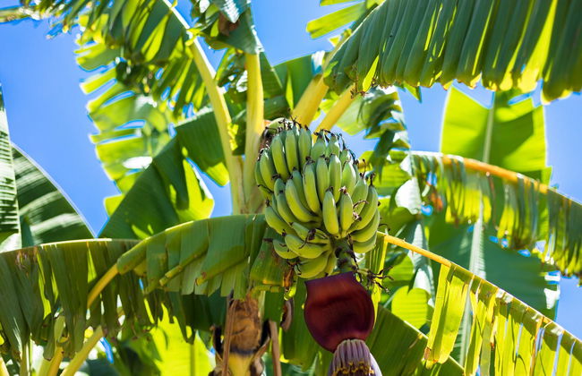 Flor da Laranja - Foto 26