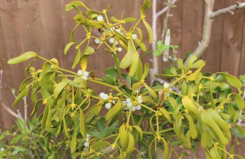 Mistletoe Cottage - Foto 16