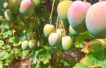 Cabaña Los Palmeros, vista al mar y la montaña - Photo 38