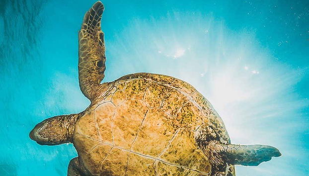 Sal Island Snorkeling Tour - Foto 4