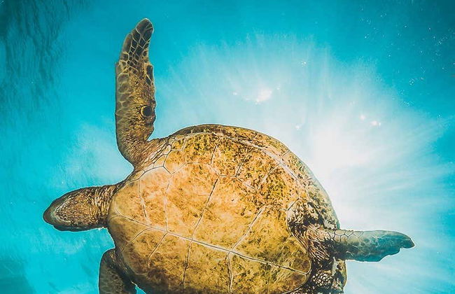 Snorkel en la isla de Sal - Foto 4