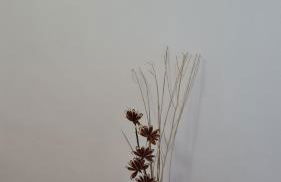 Herdade das Castas Nobres - Foto 79