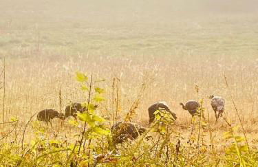 Peaceful Smoky Treehouse| Hot Tub • Hammock • Deck - Foto 6