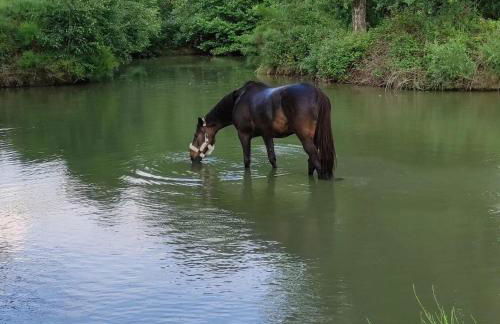 Gite de groupe à la campagne Salle au RDC Espace bien être jacuzzi hammam sport - Photo 61
