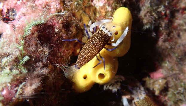 Snorkel nocturno en Porto Santo - Foto 2, ¿Preparados para hacer snorkel por la noche?