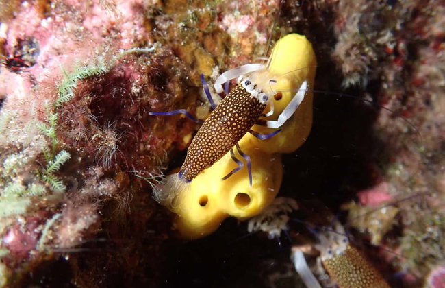 Snorkeling notturno nella spiaggia di Porto dos Frades - Foto 2