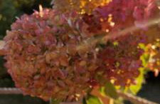 Domek DOMiarki - Foto 58