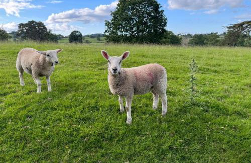 Llanerchydol Hall Suites - Foto 31