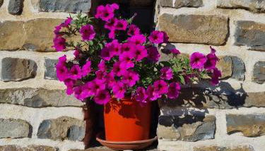 Gîte les trois abeilles - Foto 2