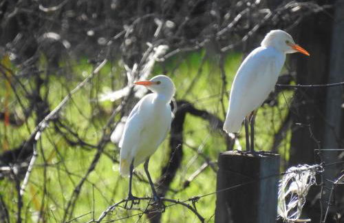 Cabana nas Nuvens - Foto 49