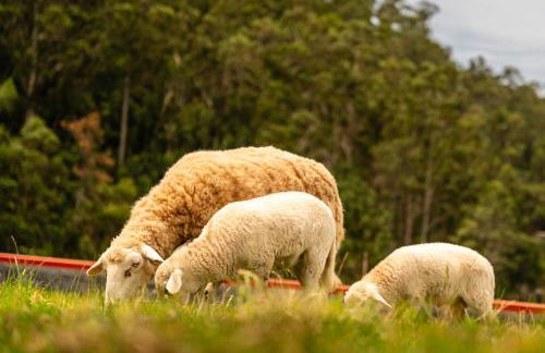 Florenças House - Private Jacuzzi & Garden - Foto 68