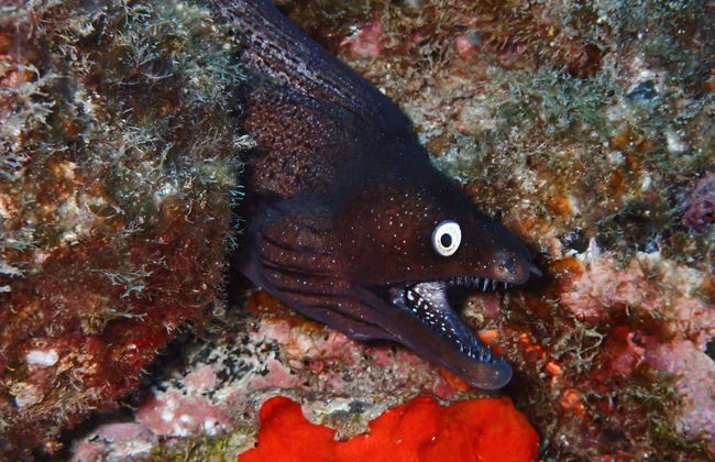 Bautismo de buceo en Los Cristianos - Foto 3