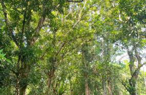 Casa na ilha do combu - Foto 4