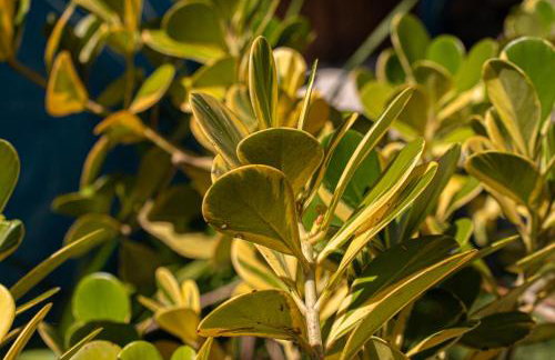 Linda Casa 7 Em Porto Com 4 quartos, 2 Piscinas e Lazer - Foto 71