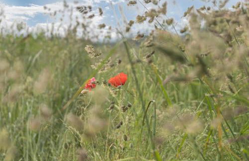 Fewo beim Nik mit Wanderreitstation - Foto 18