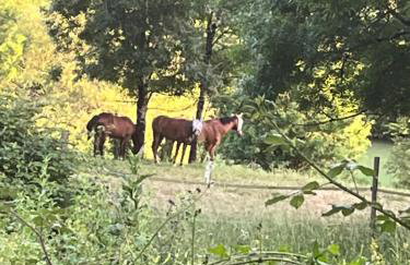 Le Merlat Gite - Foto 6