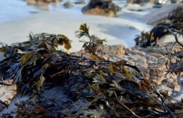 appartement vue mer 50m de la plage, WIFI gratuit - Foto 38