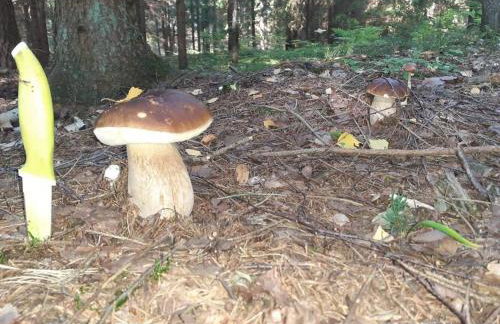 Komfortowy dom wakacyjny dla kilku rodzin - Foto 28